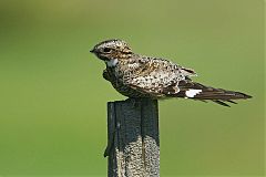 Common Nighthawk